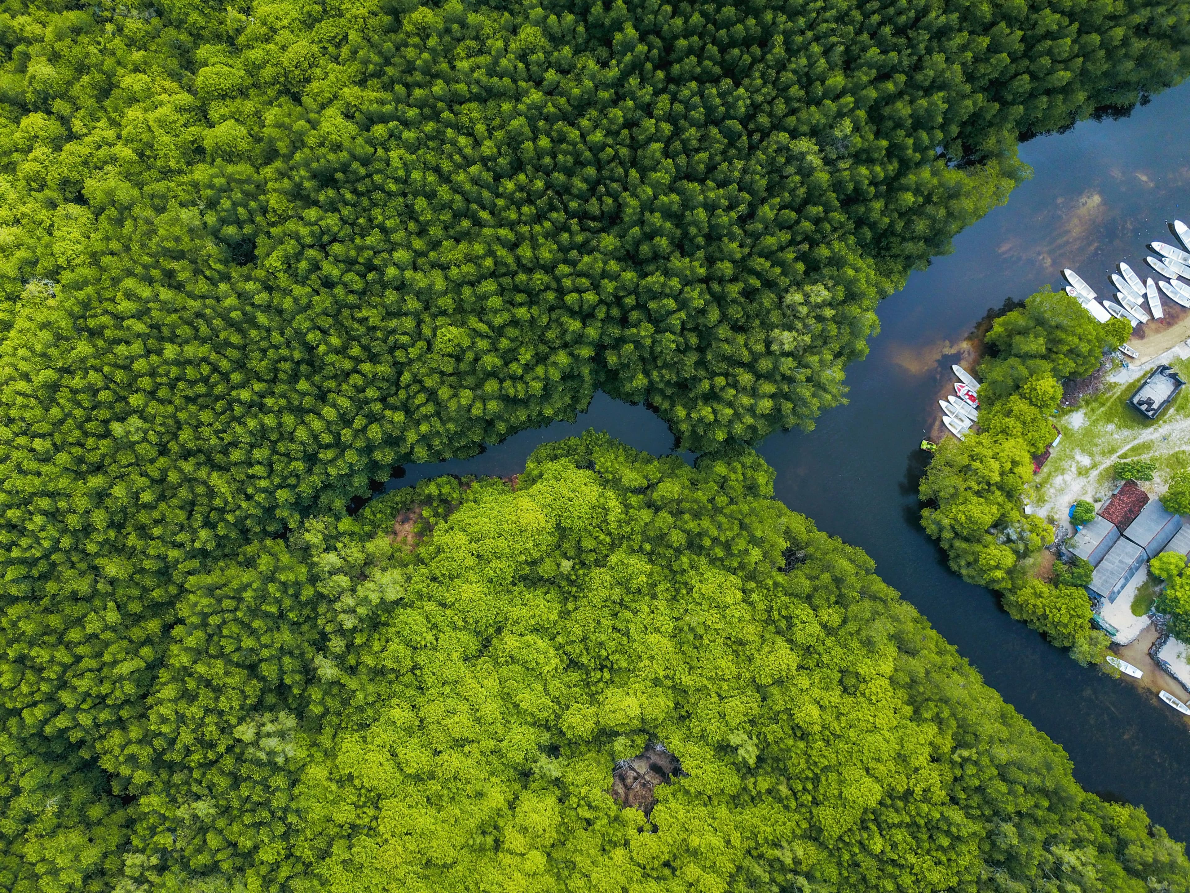 Foto udara kawasan hutan mangrove